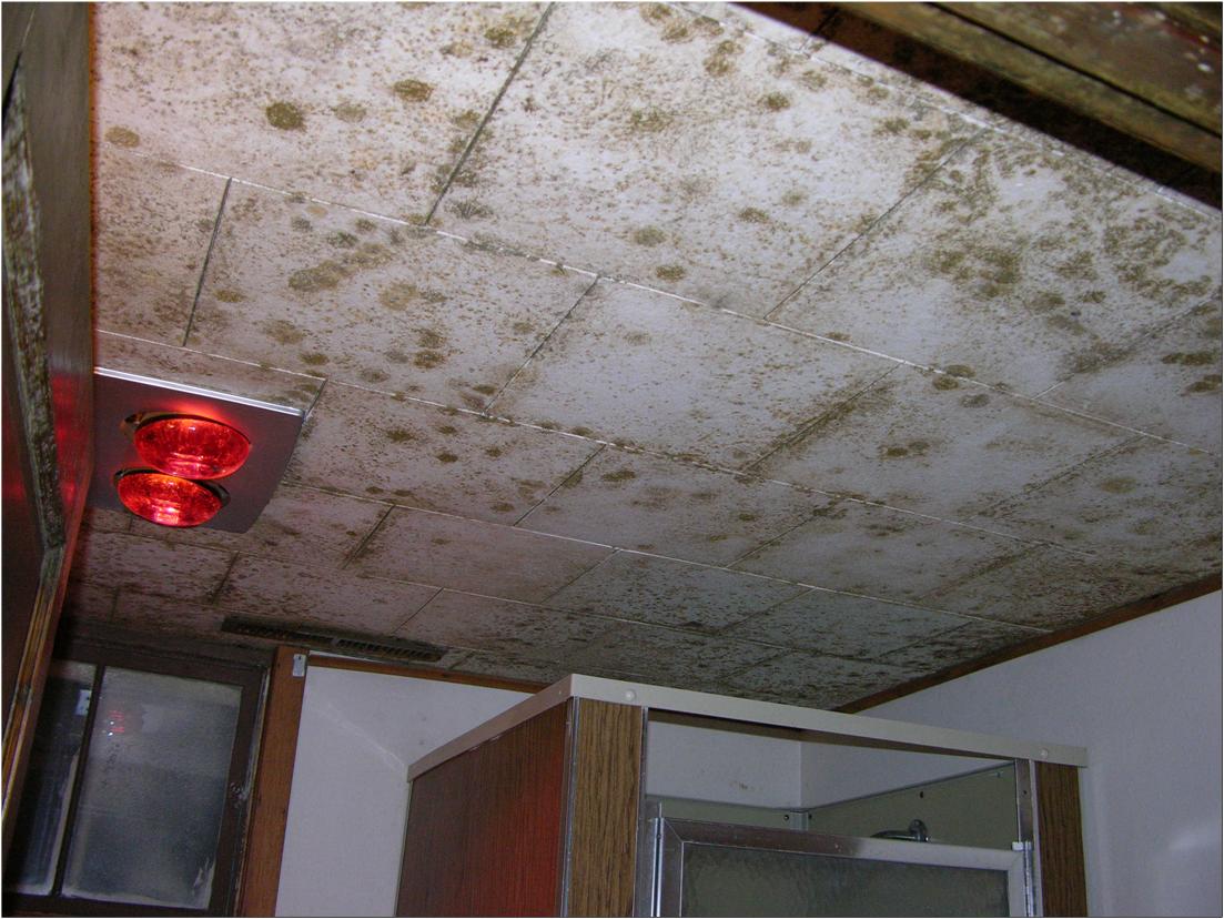 Facts about Mold and Dampness