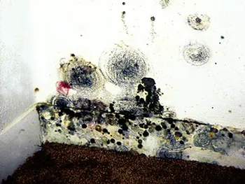I suspect mold in my workplace. How do I test for mold?