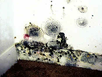 Mold on wall