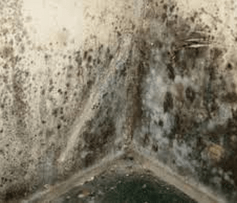 Mold on a wall